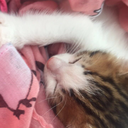 littlekittenonacloud avatar