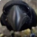 littleladcami avatar