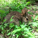 littlelandmammal avatar