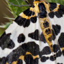 littlelazymagpie avatar