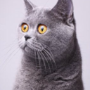 littlelittlesweetthings avatar