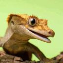 littlelizardlover avatar