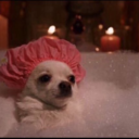 littlellama222 avatar