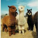 littlellamas99 avatar