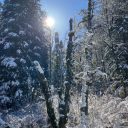 littlelostlove avatar