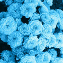 littlelovely16 avatar