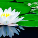 littlelovelylotus-blog avatar