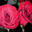 littlelunakitten11 avatar