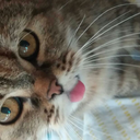 littlemissliddell avatar