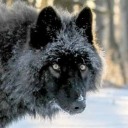 littlemissmoonhowler avatar