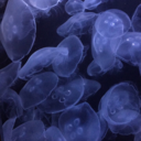 littlemissmustachio avatar