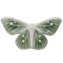 littlemossymoth avatar