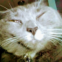 littlemouse77-blog avatar