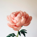 littlepiecesistole avatar