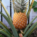 littlepineappleplant avatar