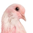 littlepinkdove avatar