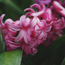 littlepinkmuses avatar