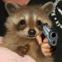 littleracco0n avatar