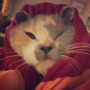 littleredrainboots avatar