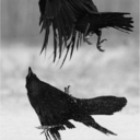 littleshadow15 avatar