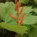 littleshadowlightcat avatar