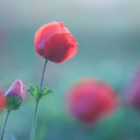 littlesinner87 avatar