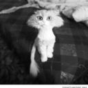 littlesliceofblue avatar