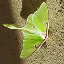 littlesongbird96 avatar