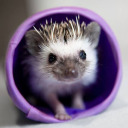 littlest-hedgepig avatar