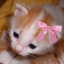 littlestblogever avatar