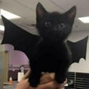 littlestupidpers0n avatar