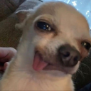 littlethoughtsposts avatar