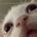 littleunitato99 avatar