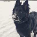 littlevampirepup avatar