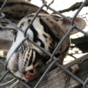 littlewildgirl17 avatar