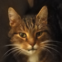 littlewoowooboy avatar