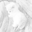 littlpetaldolly avatar