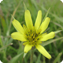 litttlefieldmouse avatar