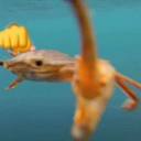 litwick-man0r avatar