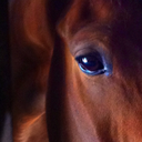 liv-love-horses avatar