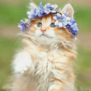 live-like-the-divergent avatar