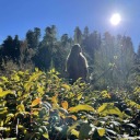 live-without-limits avatar