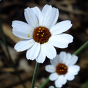 liveathousandlives avatar