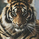 liveimaginelove avatar