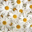 liveindetails avatar