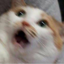 livelaughlagrangian avatar