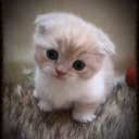 livelaughlove-forget avatar