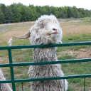 livelikerocks avatar