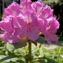 livelovereadwrite avatar