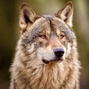 living-as-a-legend avatar